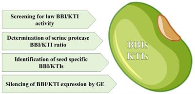 In order to lower the antinutritional activity of serine protease inhibitors, we need to understand their role in seed development